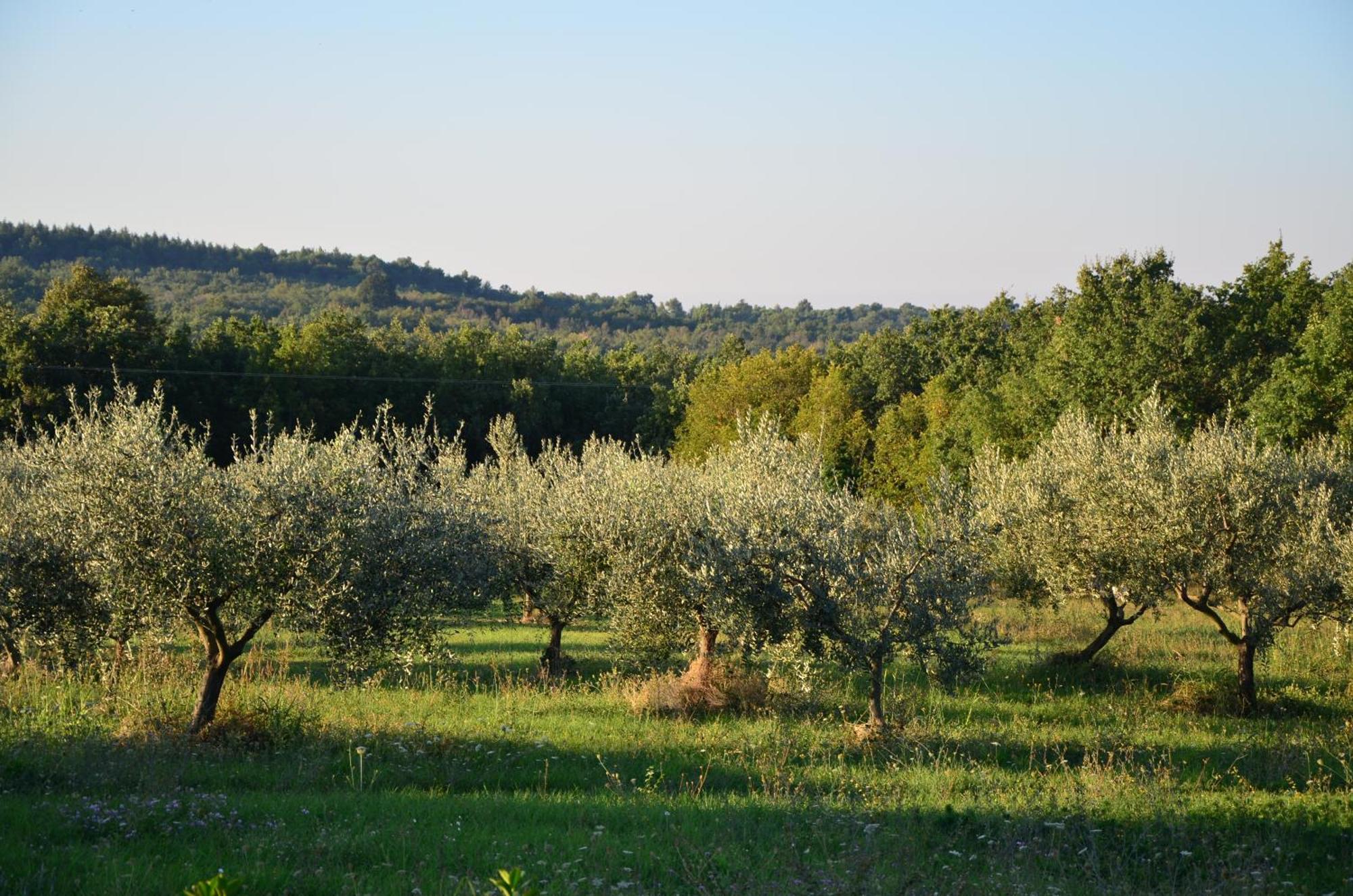 Villa Leopoldo By Istrian Country Houses Barat  Exterior photo